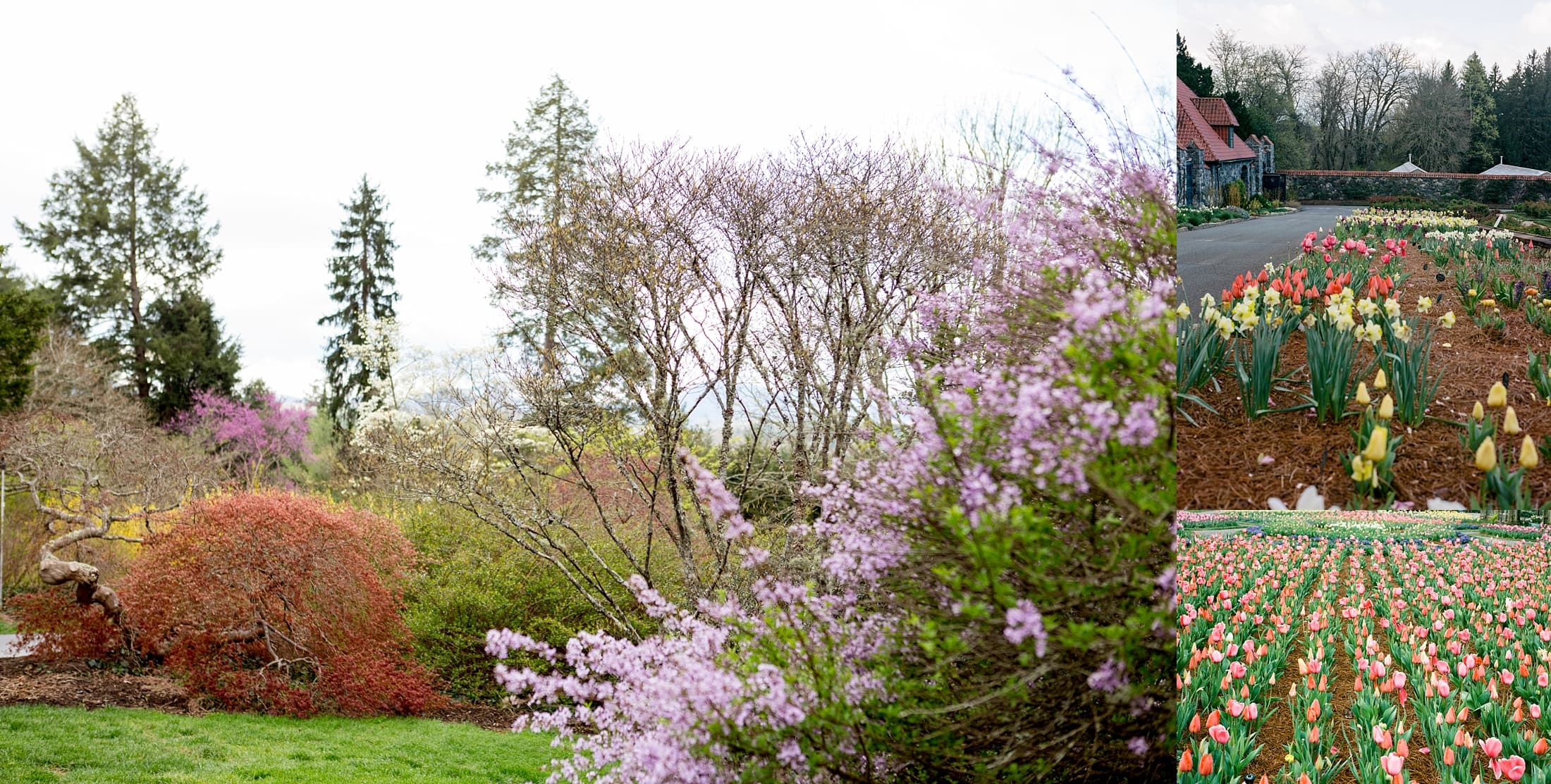 Asheville Photographer, Biltmore House Photographer, Spring blooms Biltmore, Festival of Flowers