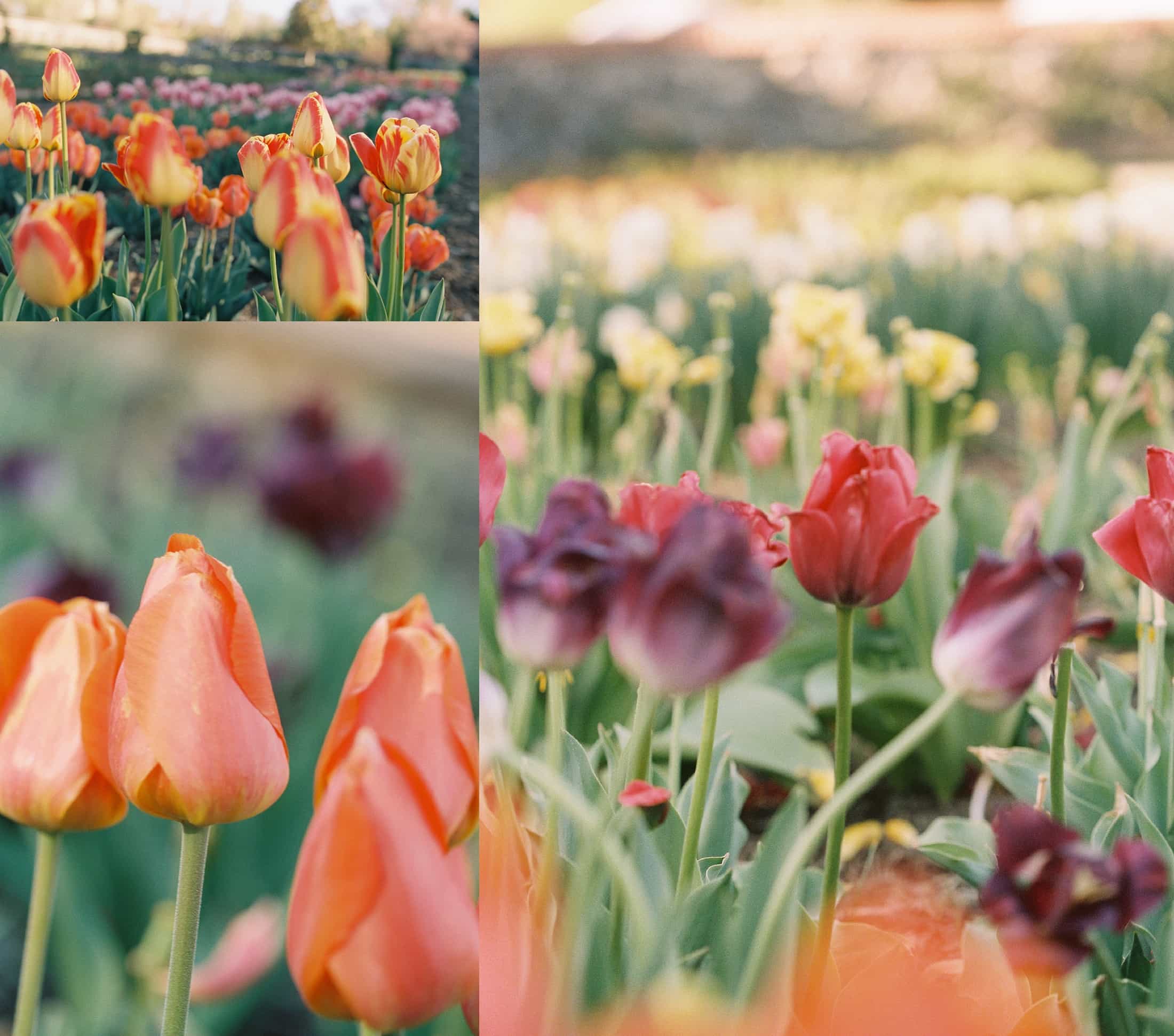 Biltmore Estate Tulips, Festival of Flowers, Asheville NC, Film Photographer, Biltmore Estate Gardens, Spring Flowers