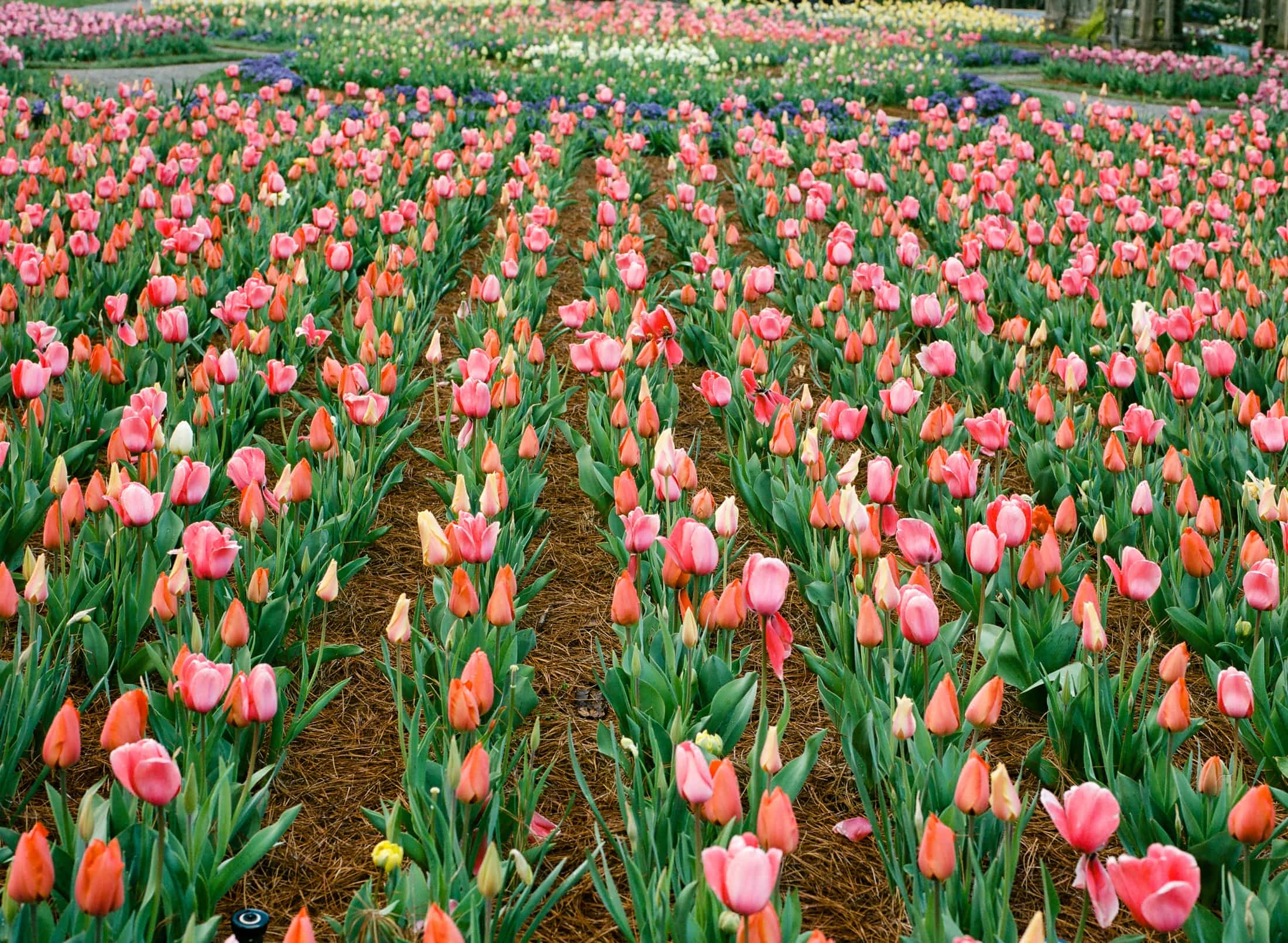 Film-Portra, Asheville Film Photographer Bitmore Estate Tulip Field, Lots of tulips, Biltmore Blooms April
