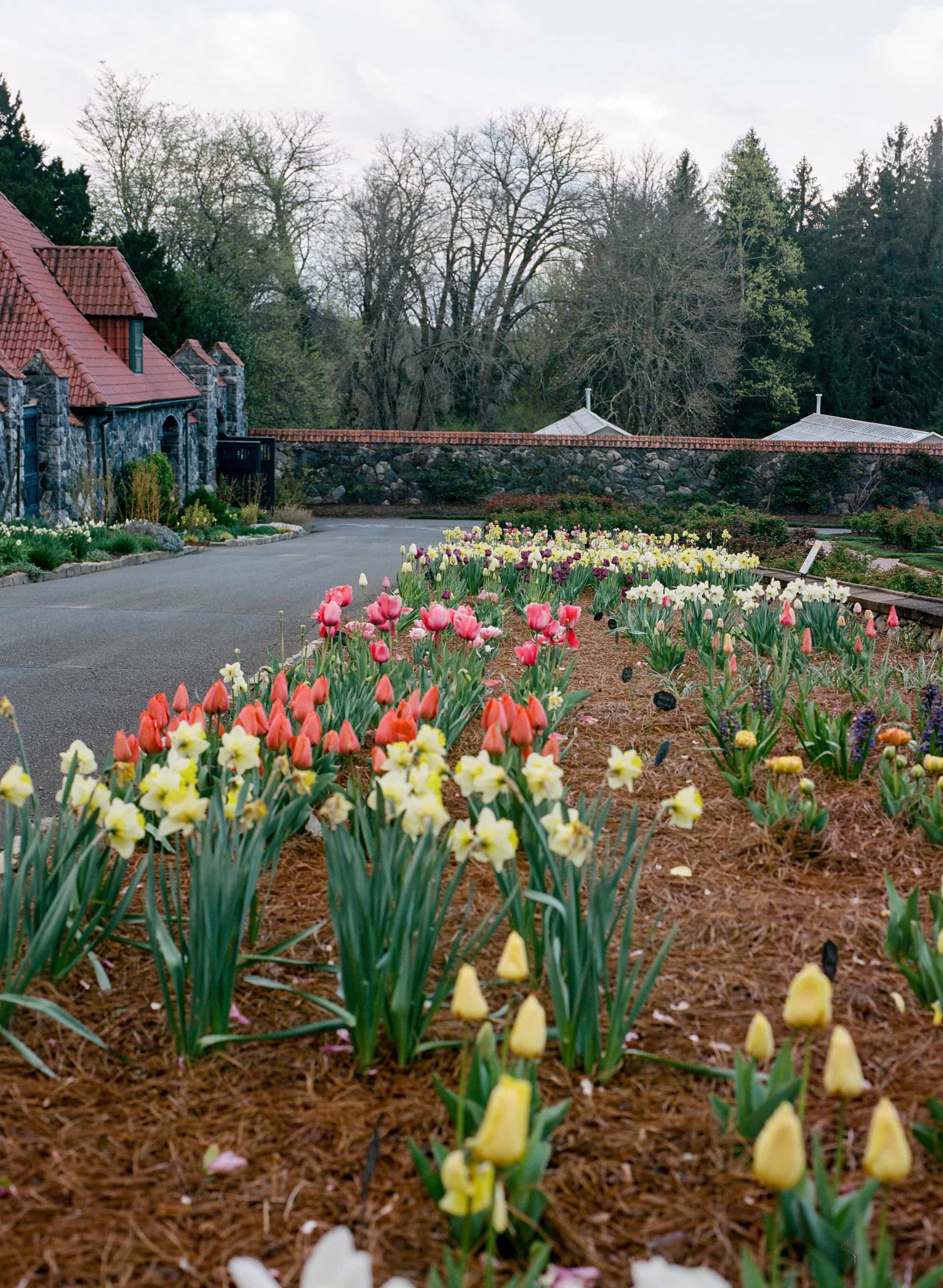 Film-Portra 400, Asheville Film Photography, Bitmore Estate Gardens, Walled Gardens Biltmore House, Biltmore Blooms tulips, Asheville flowers Spring