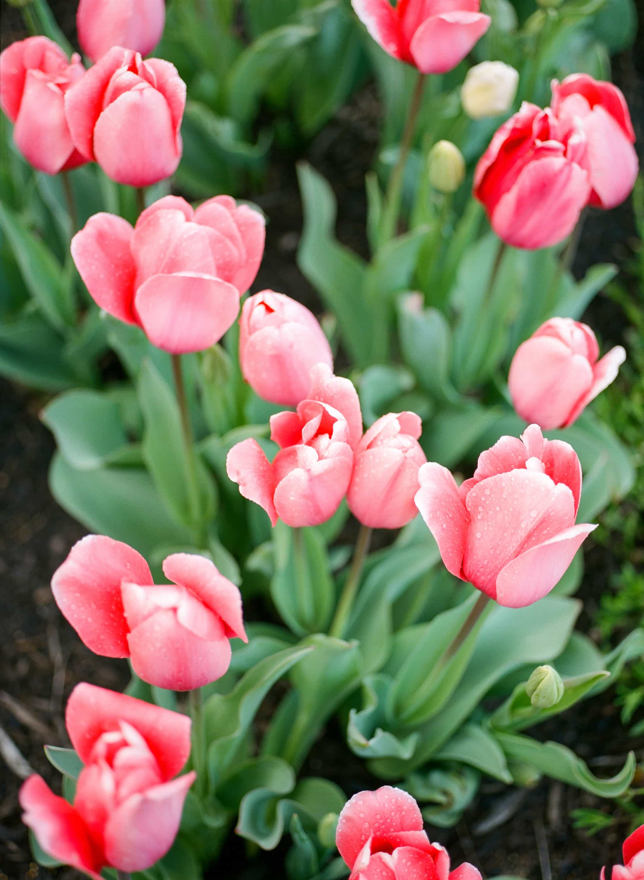 Film-Portra 400, Asheville Film Photography, Bitmore Estate Tulip, Pink Tulips, Spring flowers in Asheville, Pink & Green, Biltmore Blooms