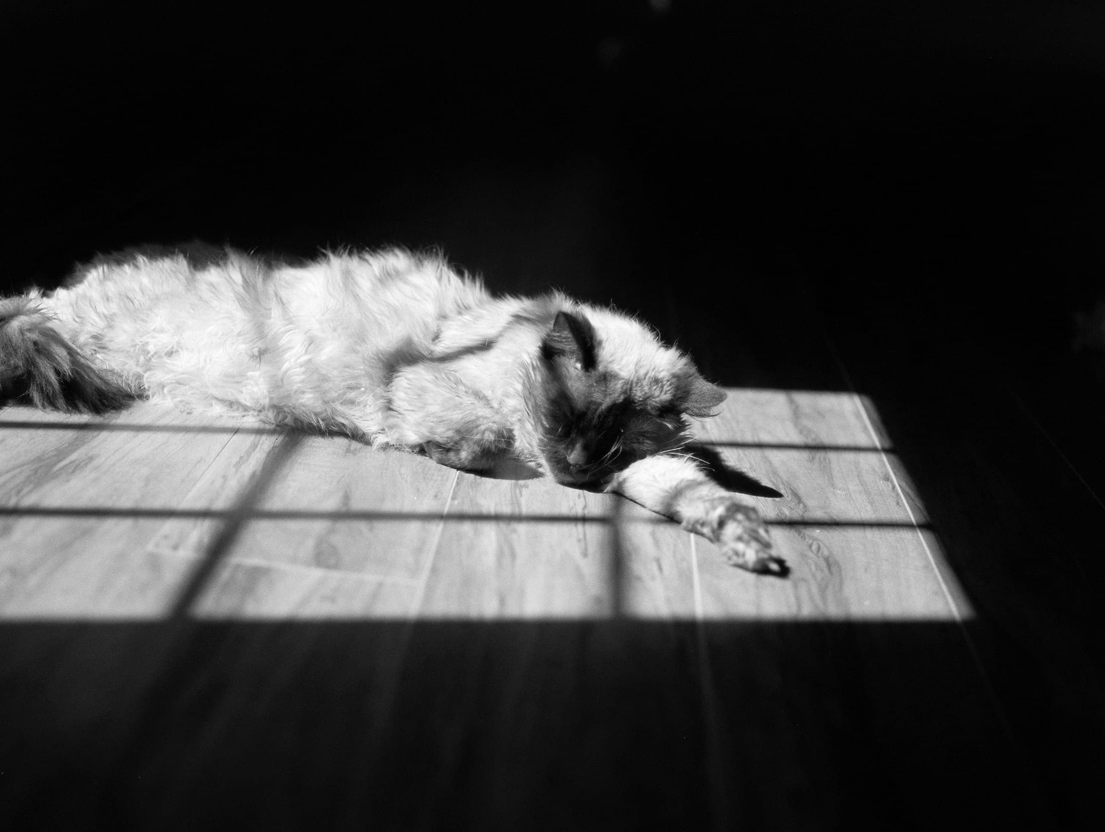 Dramatic Light Photography, Cat in the Sunlight, Tmax 400 film