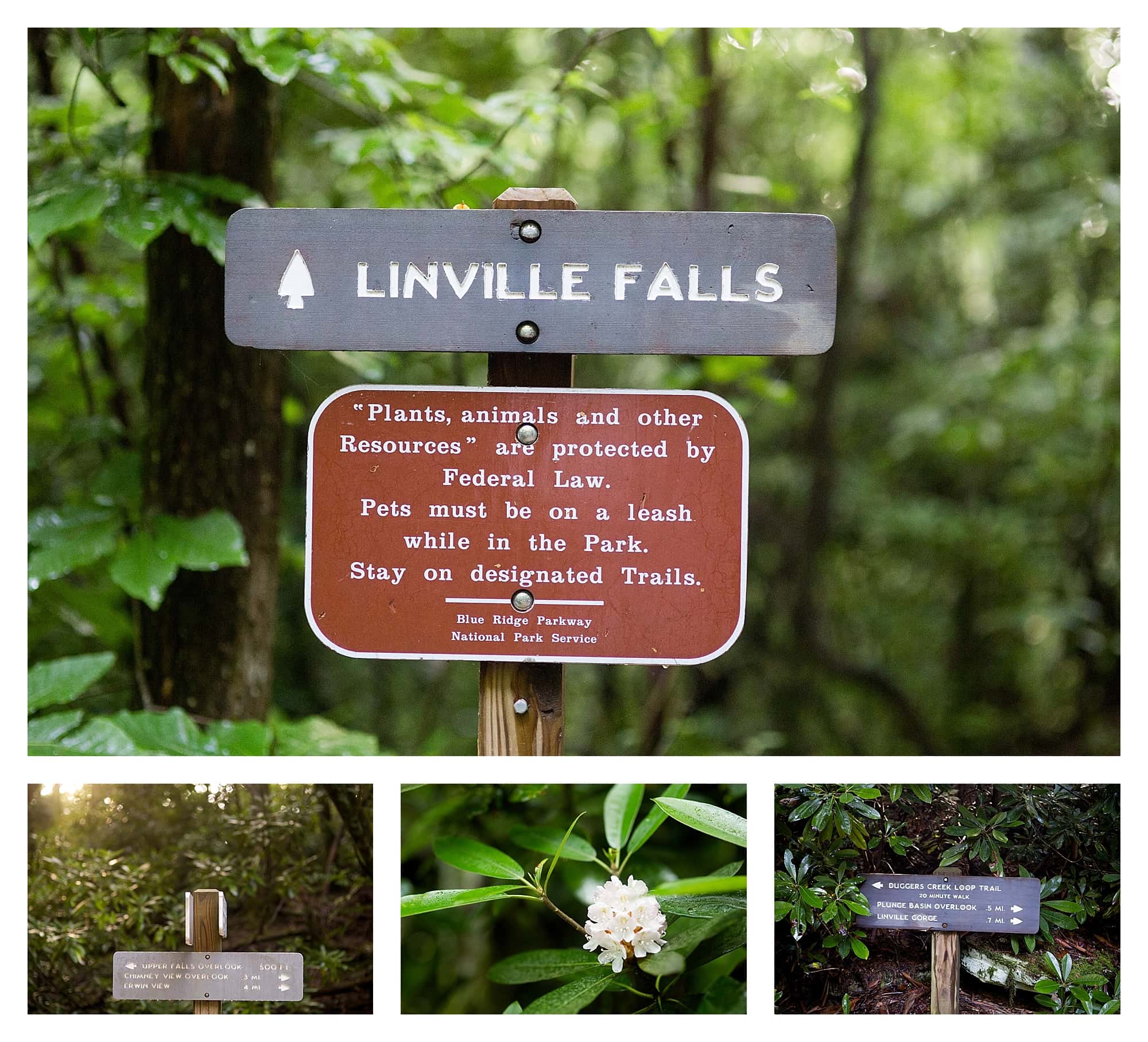 Asheville Proposal Photographer