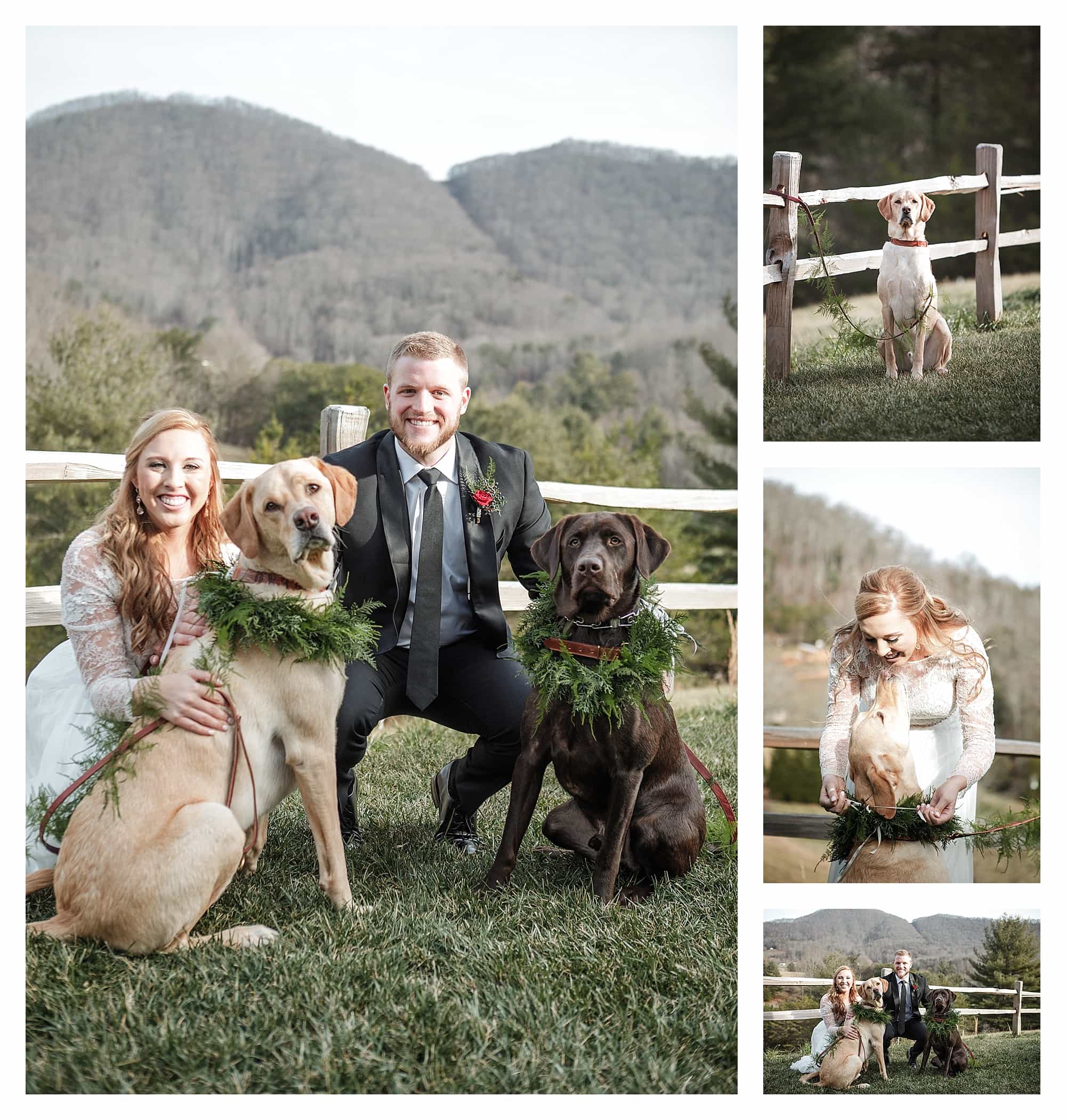 Dogs and bride and groom