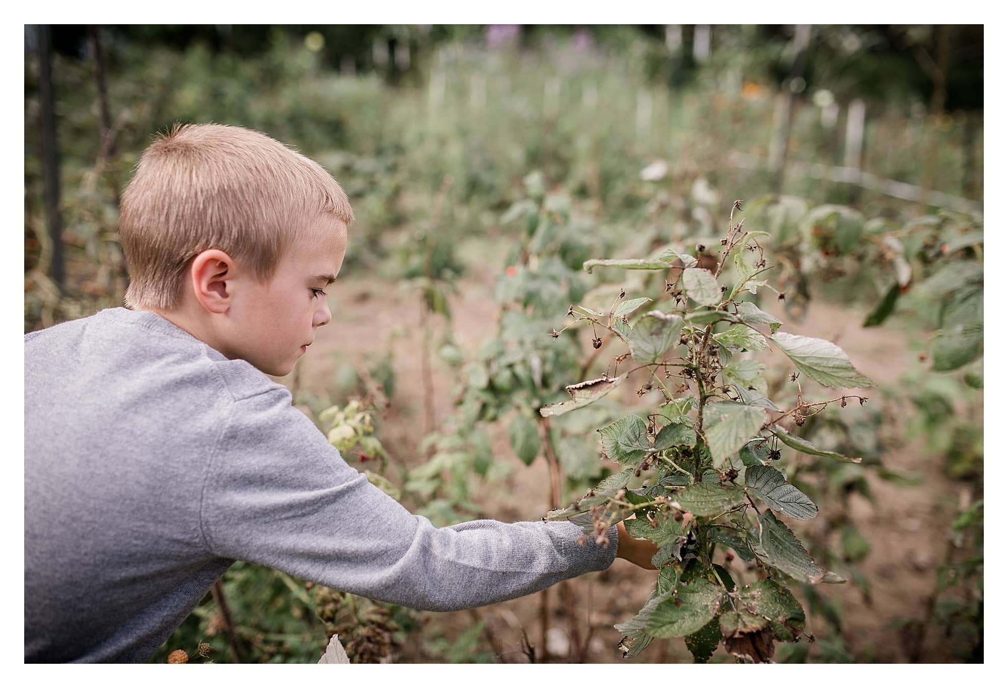 boy picking raspberries