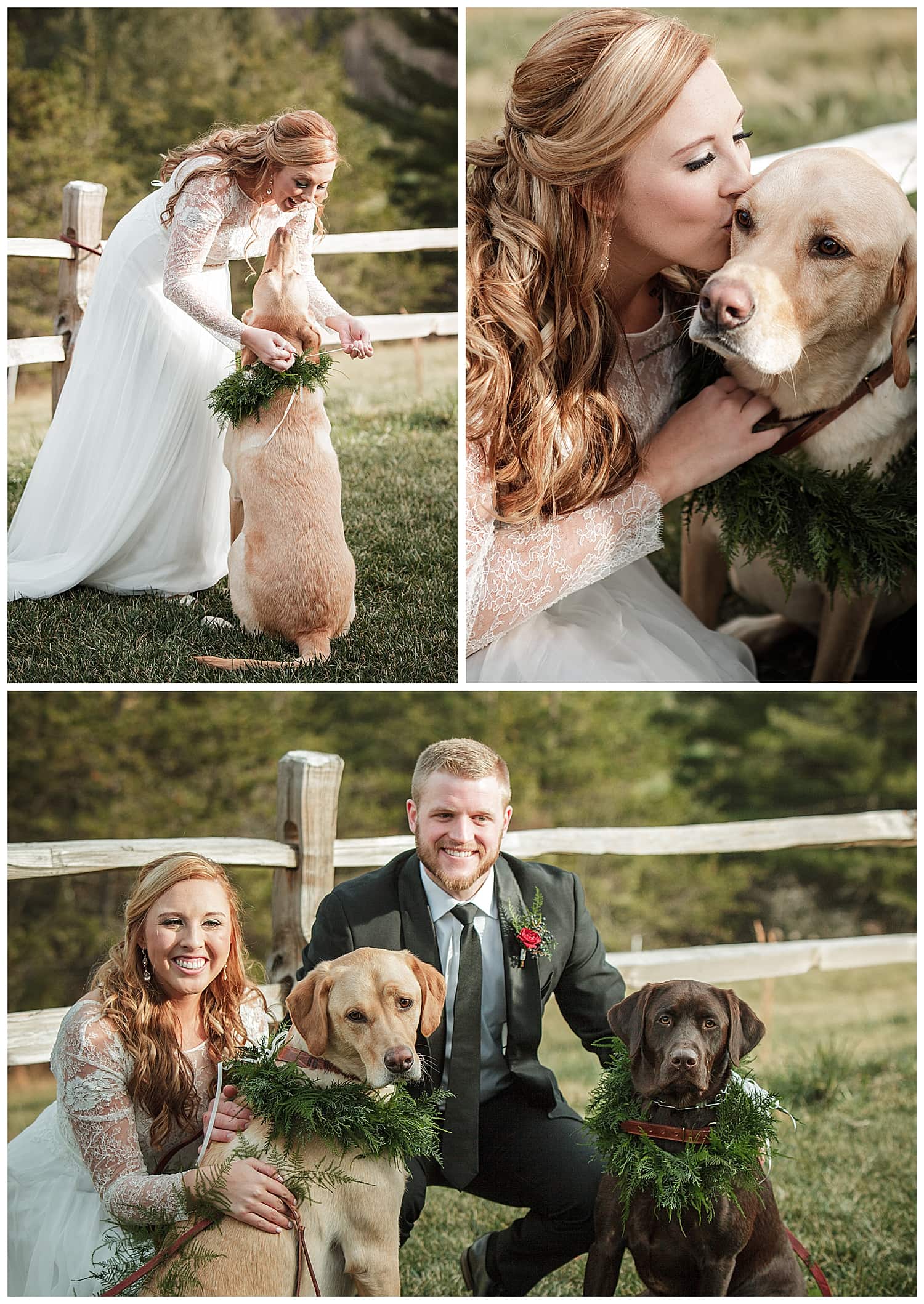 Photo collage of bride and groom posing with their yellow lab and chocolate lab dogs on their wedding day