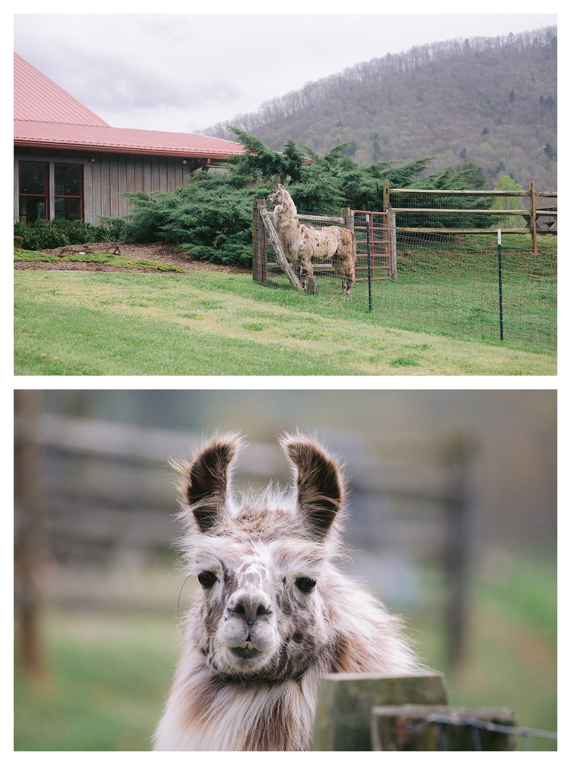 Llama on farm