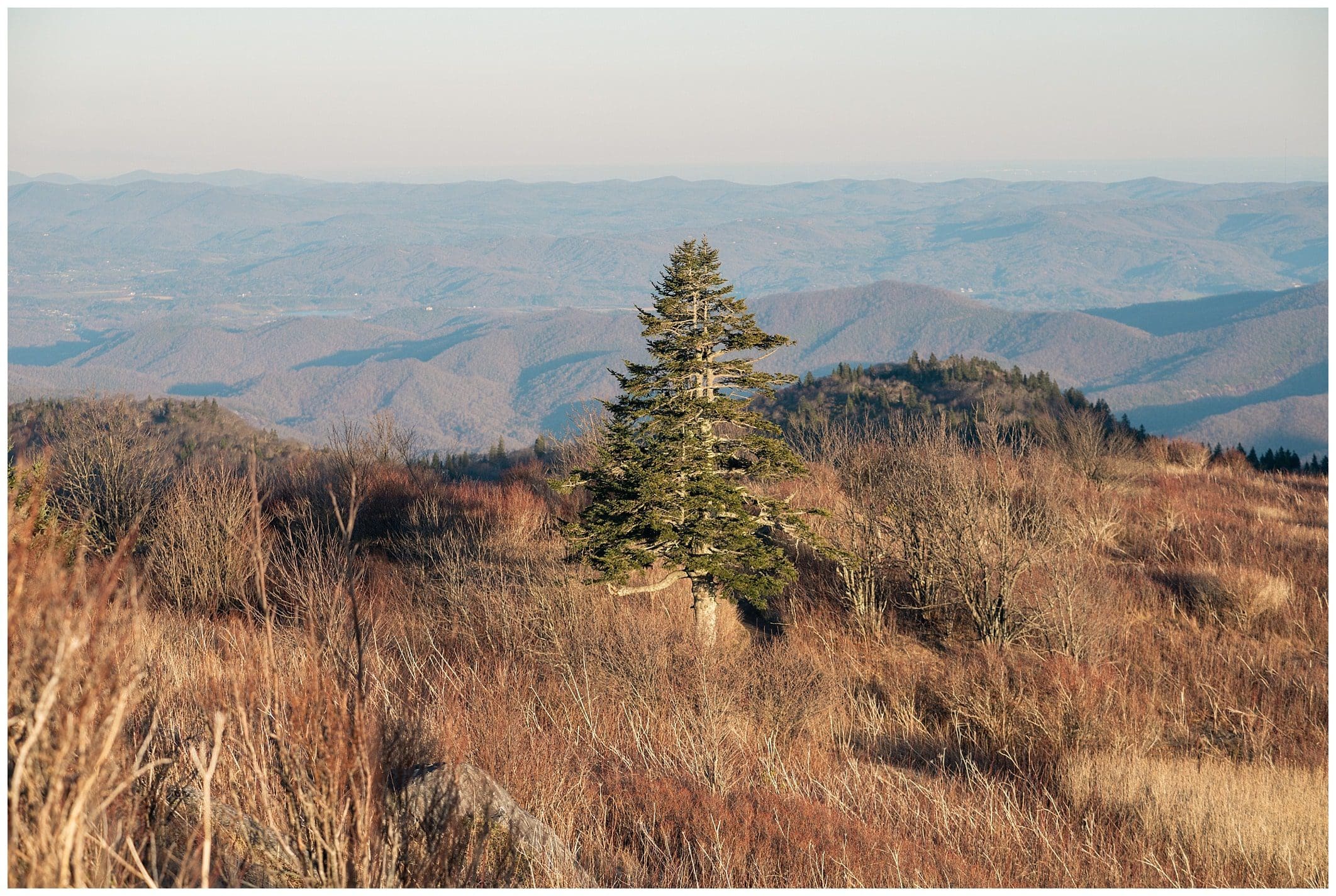 view from the Black Balsam Knob trail