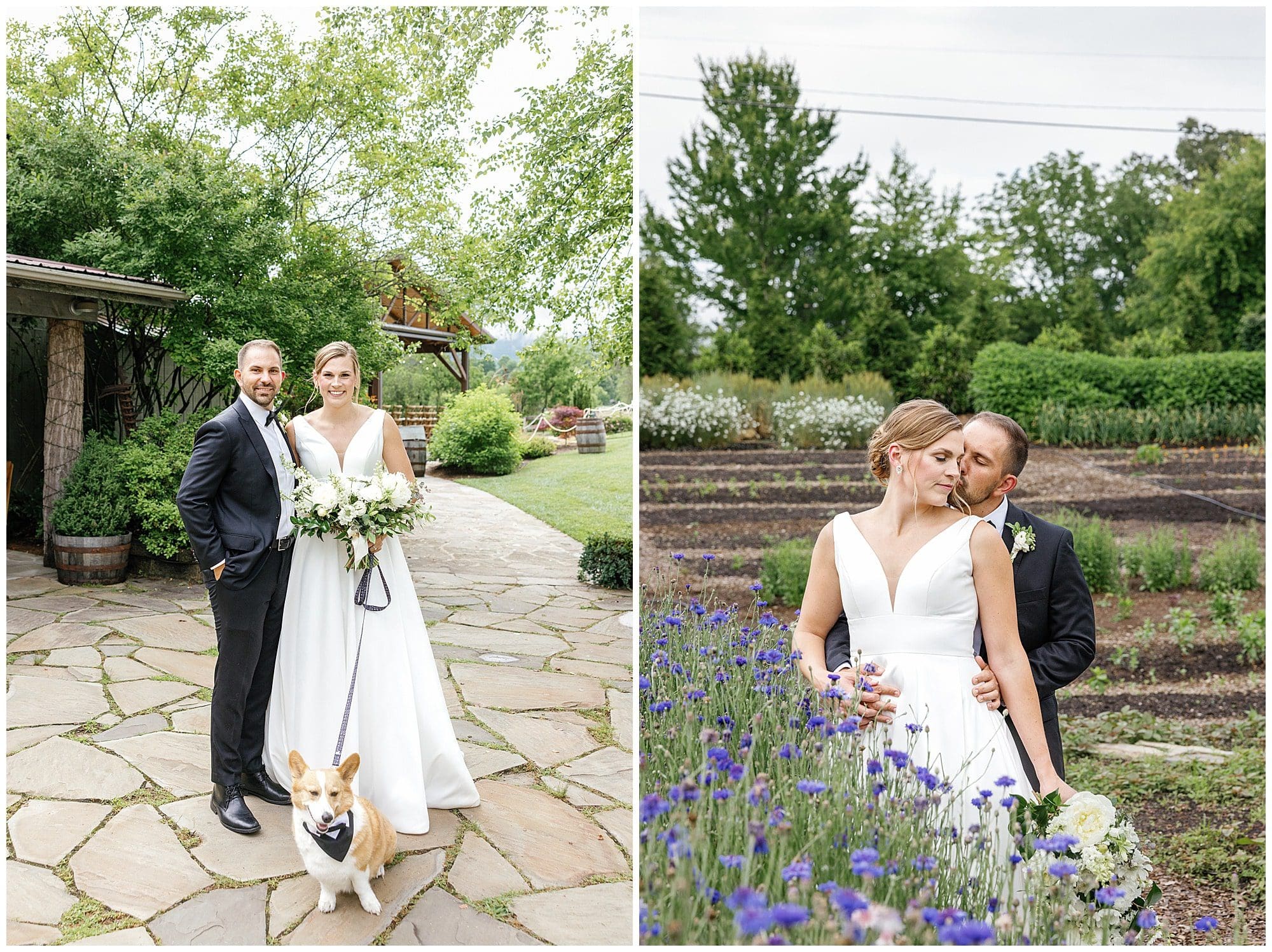 bride and groom with corgi dog 