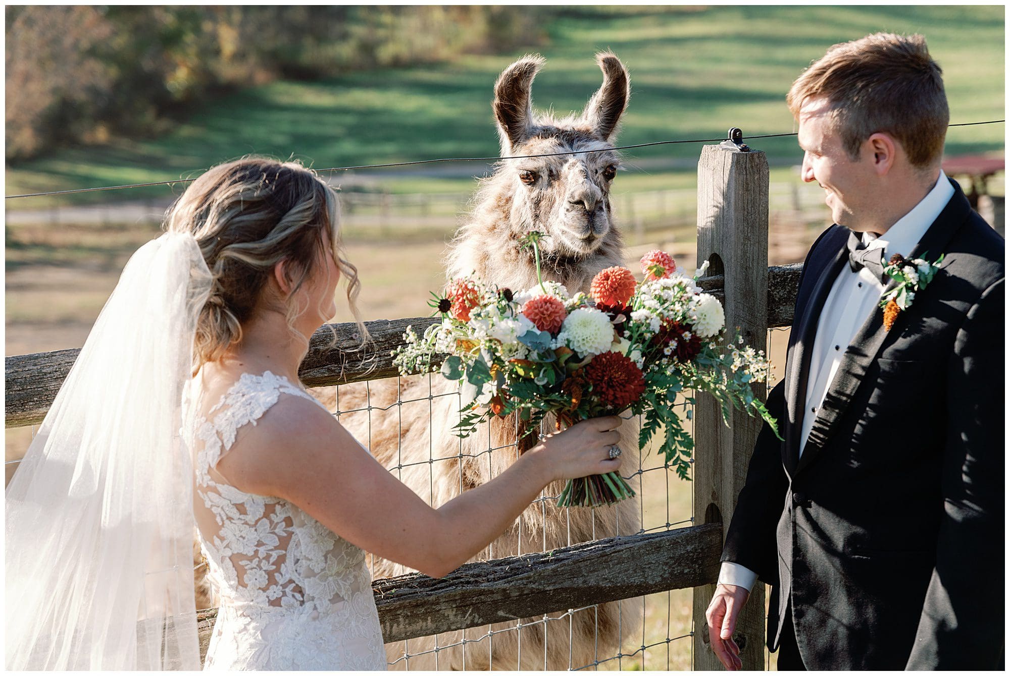 A bride and groom interacting with a llama over a wooden fence at their wedding, surrounded by a pastoral landscape.