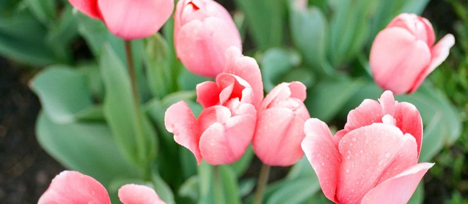 Film Photographer, Pink tulips, Asheville NC